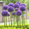 bloomyoung80